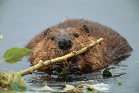 North American Beaver Facts Image
